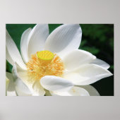 Witte Lotus Poster (Voorkant)