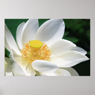 Witte Lotus Poster