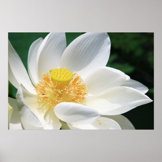 Witte Lotus Poster (Voorkant)