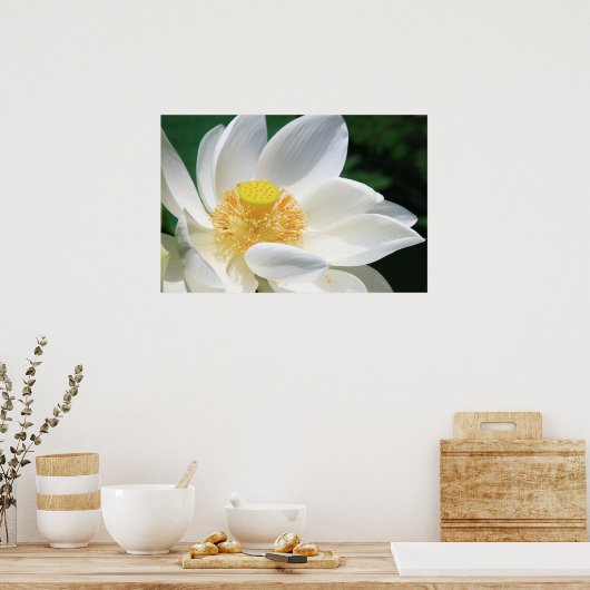 Witte Lotus Poster (Keuken)