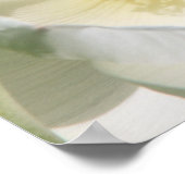 Witte Lotus Poster (Hoek)