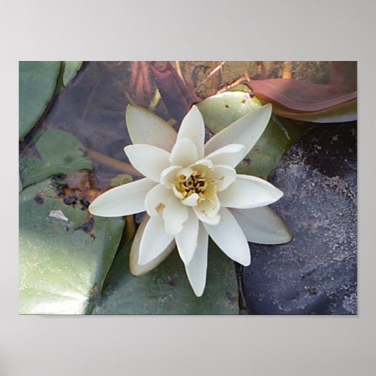 WITTE LOTUS POSTER (Voorkant)