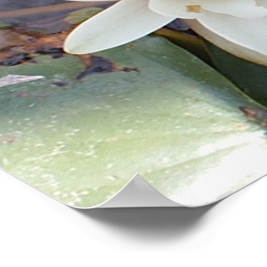 WITTE LOTUS POSTER (Hoek)