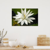 Witte lotus poster (Keuken)