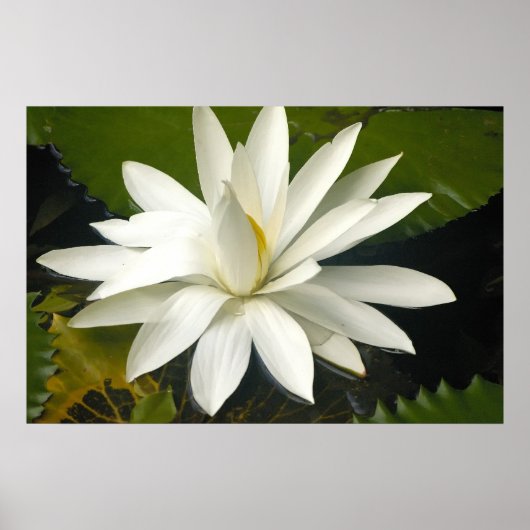 Witte lotus poster (Voorkant)