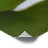 Witte lotus poster (Hoek)