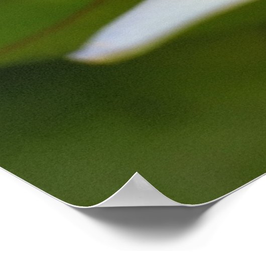 Witte lotus poster (Hoek)