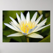 Witte lotus poster (Voorkant)