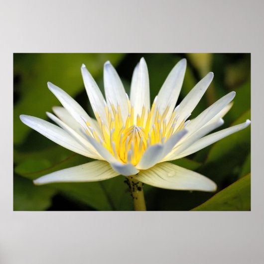 Witte lotus poster (Voorkant)