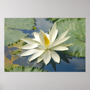 Witte lotus poster