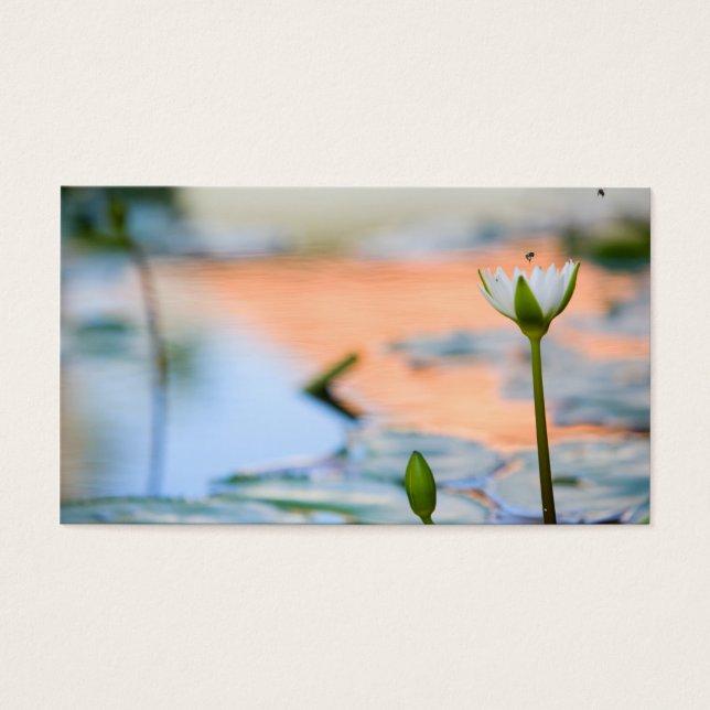 Witte lotus visitekaartjes (Voorkant)
