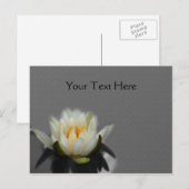 Witte Lotus Water Lily Flower Natuur Briefkaart (Voorkant / Achterkant)