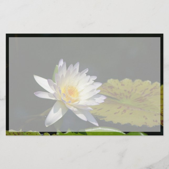 Witte Lotus Waterlily Flower (Voorkant)