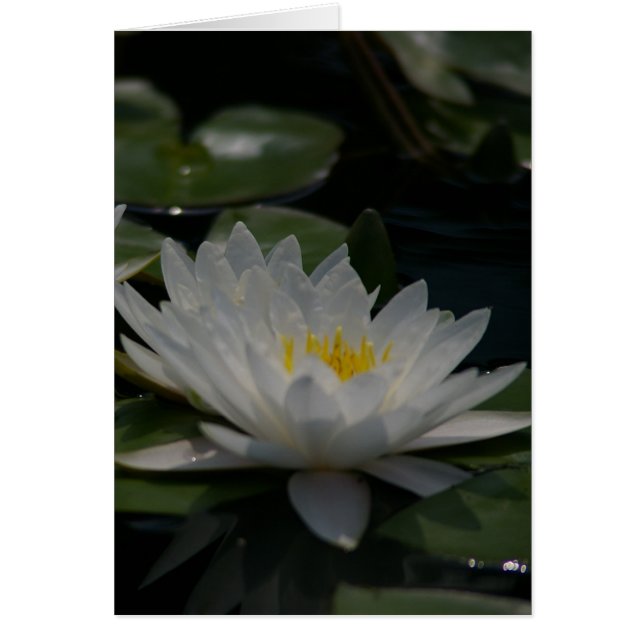 Witte Lotus Waterlily Kaart (Voorkant)