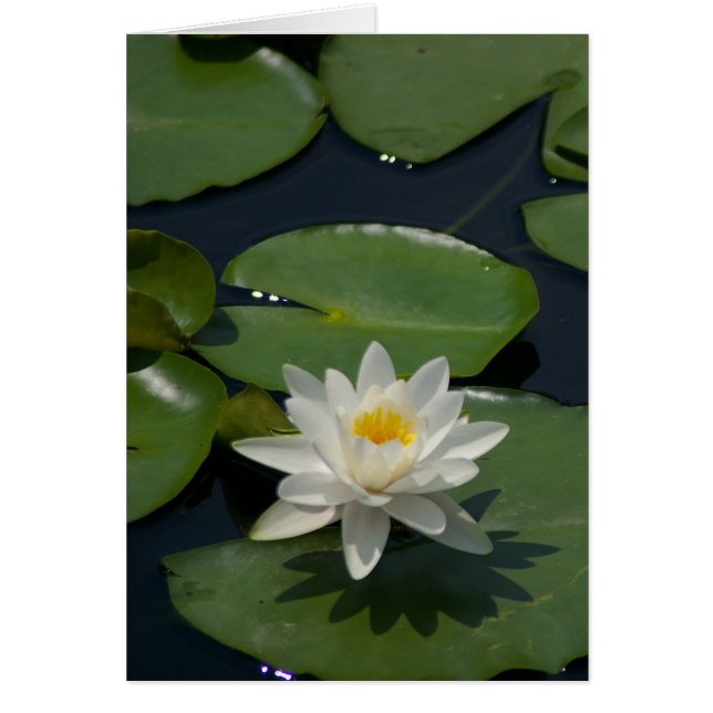 Witte Lotus Waterlily Kaart (Voorkant)