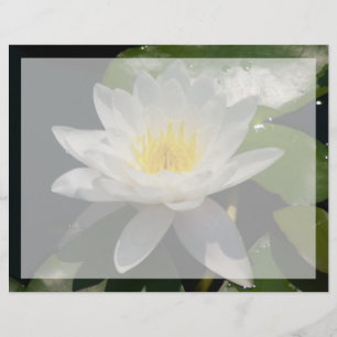Witte Lotus Waterlly Flower