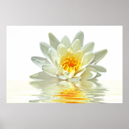 witte lotus zwevend in water poster (Voorkant)