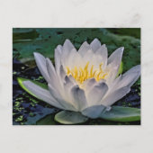 Witte lotusbloem briefkaart (Voorkant)
