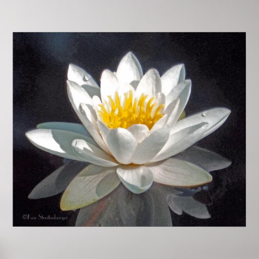 WITTE LOTUSBLOEM EN REFLECTIE POSTER (Voorkant)