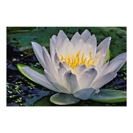 Witte lotusbloem foto afdruk (Voorkant)