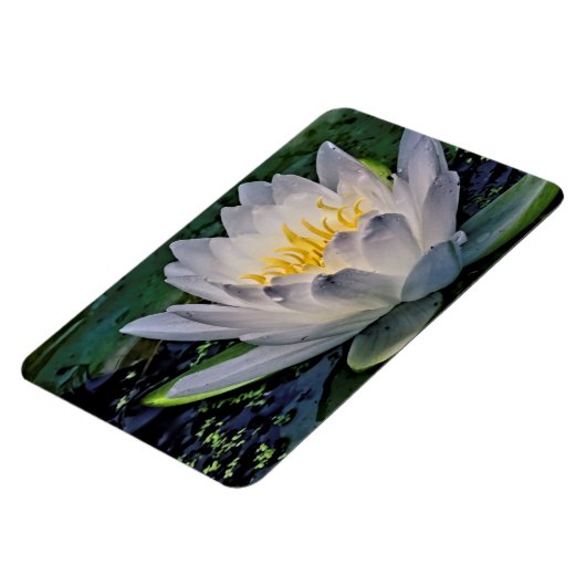 Witte lotusbloem magneet (Linkerzijde)