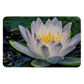 Witte lotusbloem magneet (Horizontaal)
