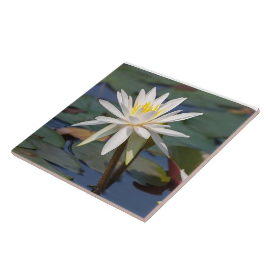 Witte lotusbloem tegeltje (Zijkant)