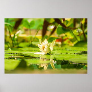 Witte Lotuswatertuinposter Poster