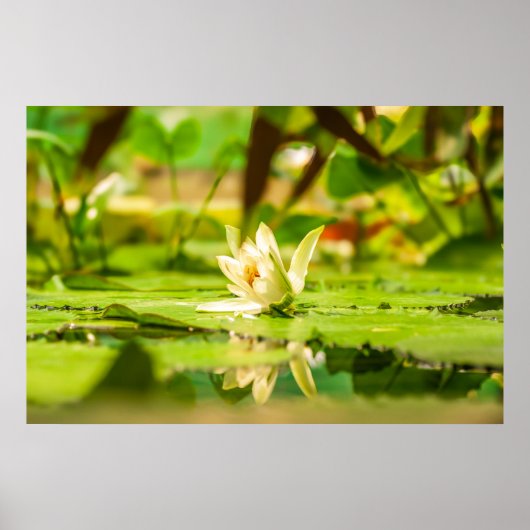 Witte Lotuswatertuinposter Poster (Voorkant)