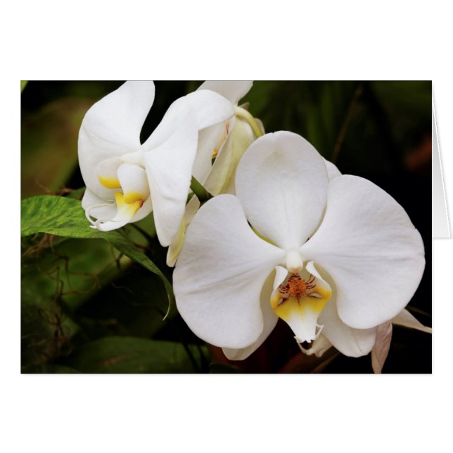 Witte Maan Orchidee (Phalaenopsis Aphrodite) (Voorkant Horizontaal)