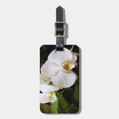 Witte Maan Orchidee (Phalaenopsis Aphrodite) Bagagelabel (Voorkant verticaal)
