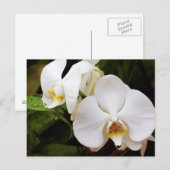 Witte Maan Orchidee (Phalaenopsis Aphrodite) Briefkaart (Voorkant / Achterkant)