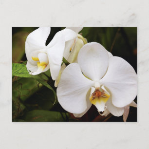 Witte Maan Orchidee (Phalaenopsis Aphrodite) Briefkaart