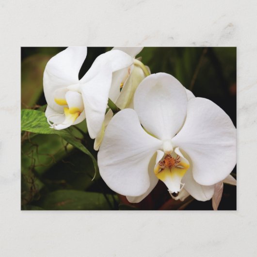 Witte Maan Orchidee (Phalaenopsis Aphrodite) Briefkaart (Voorkant)
