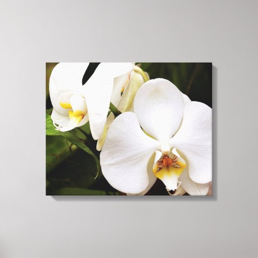 Witte Maan Orchidee (Phalaenopsis Aphrodite) Canvas Afdruk (Voorkant)