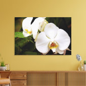 Witte Maan Orchidee (Phalaenopsis Aphrodite) Canvas Afdruk (Insitu (Woonkamer))