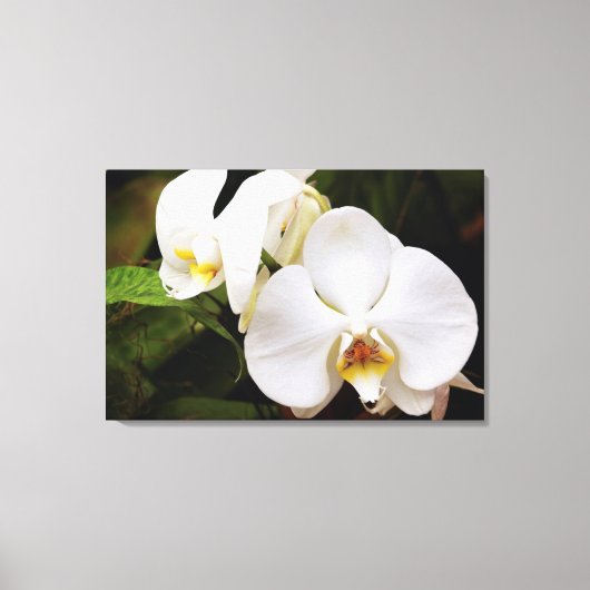 Witte Maan Orchidee (Phalaenopsis Aphrodite) Canvas Afdruk (Voorkant)