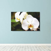 Witte Maan Orchidee (Phalaenopsis Aphrodite) Canvas Afdruk (Insitu (Houten vloer))