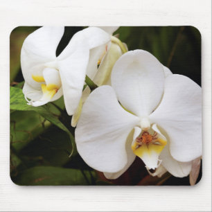 Witte Maan Orchidee (Phalaenopsis Aphrodite) Muismat