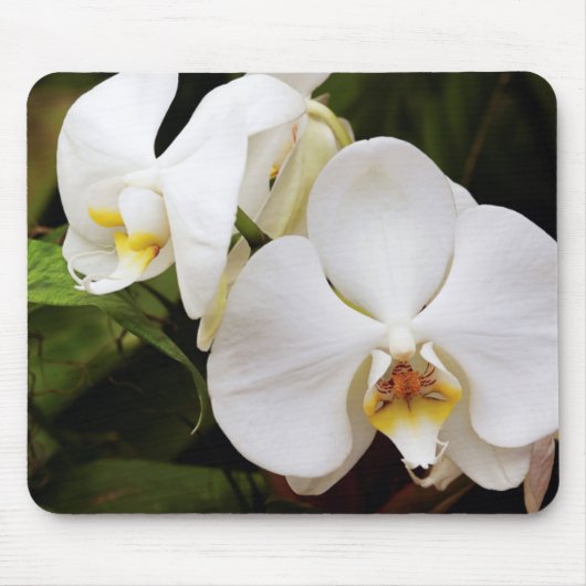 Witte Maan Orchidee (Phalaenopsis Aphrodite) Muismat (Voorkant)