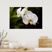 Witte Maan Orchidee (Phalaenopsis Aphrodite) Poster (Keuken)