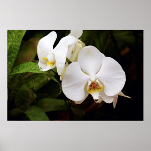 Witte Maan Orchidee (Phalaenopsis Aphrodite) Poster
