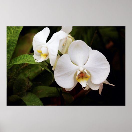 Witte Maan Orchidee (Phalaenopsis Aphrodite) Poster (Voorkant)
