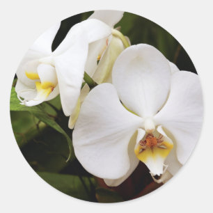 Witte Maan Orchidee (Phalaenopsis Aphrodite) Ronde Sticker