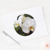Witte Maan Orchidee (Phalaenopsis Aphrodite) Ronde Sticker (Envelop)