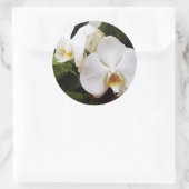 Witte Maan Orchidee (Phalaenopsis Aphrodite) Ronde Sticker (Tas)
