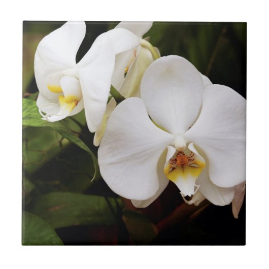 Witte Maan Orchidee (Phalaenopsis Aphrodite) Tegeltje (Voorkant)