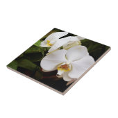 Witte Maan Orchidee (Phalaenopsis Aphrodite) Tegeltje (Zijkant)