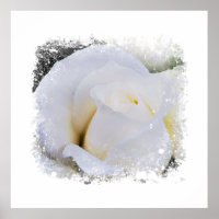 *~* Witte Macro Roos Bloemrijke Artistieke AR8 Pri