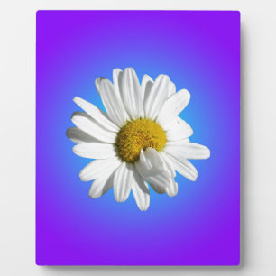 Witte Madelief Bloem Bloemig Paars Blauw Verloop Fotoplaat